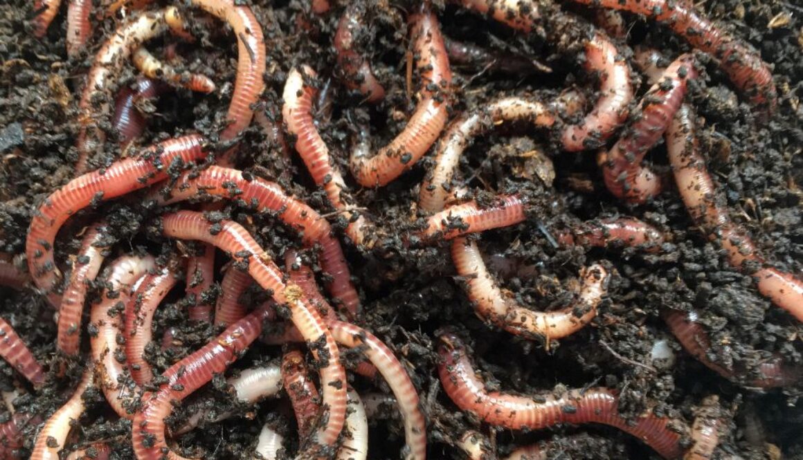 worms