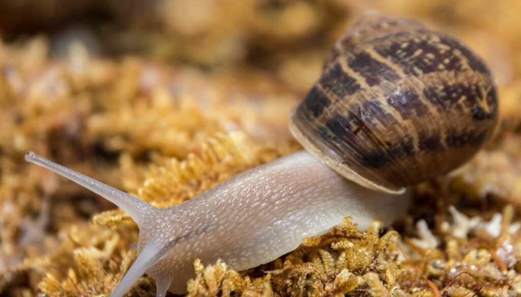 snail