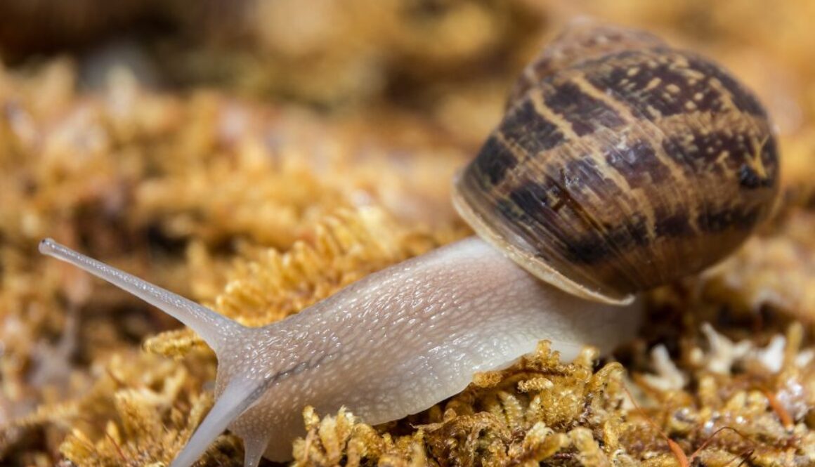 snail